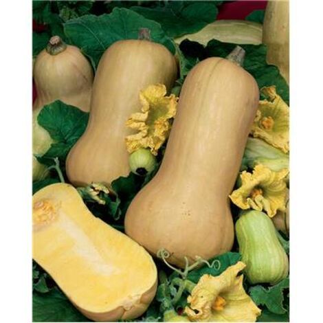 Courge butternut – Graines de potager – Semis mars/avril – Récolte septembre/octobre – 5 g pour 4 à 7 fruits par pied – Fabre Graines