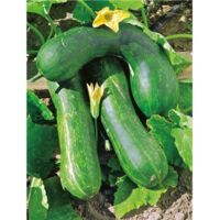 Graines de courgette longue de nice – Période de semis : avril à juin – Poids : 3 g – Pour potager familial – Fabre Graines