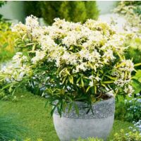 Oranger du Mexique en godet – Arbuste parfumé Choisya ternata – Floraison abondante – Pour jardins ensoleillés et sols drainants – Fabre Graines