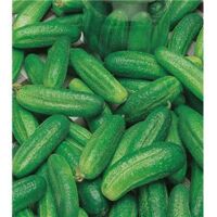 CORNICHON HOKUS - Graines de légumes - 2 G