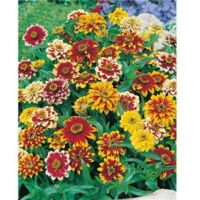 ZINNIA TAPIS PERSAN - 1 G - Graines de fleurs par variété