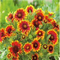 Plante vivace GAILLARDE ROYALE – Lot de 3 godets – Fleurs rouges pointées or – Très florifère – Exposition ensoleillée – Fabre Graines