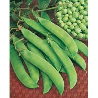 POIS SENATOR - 150 G - GRAINS DE LEGUMES