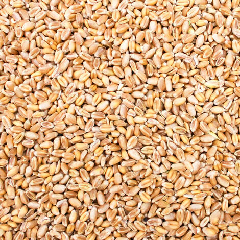25 kg Grain Graines de Blé Aliments pour Animaux Poulet Volaille DML