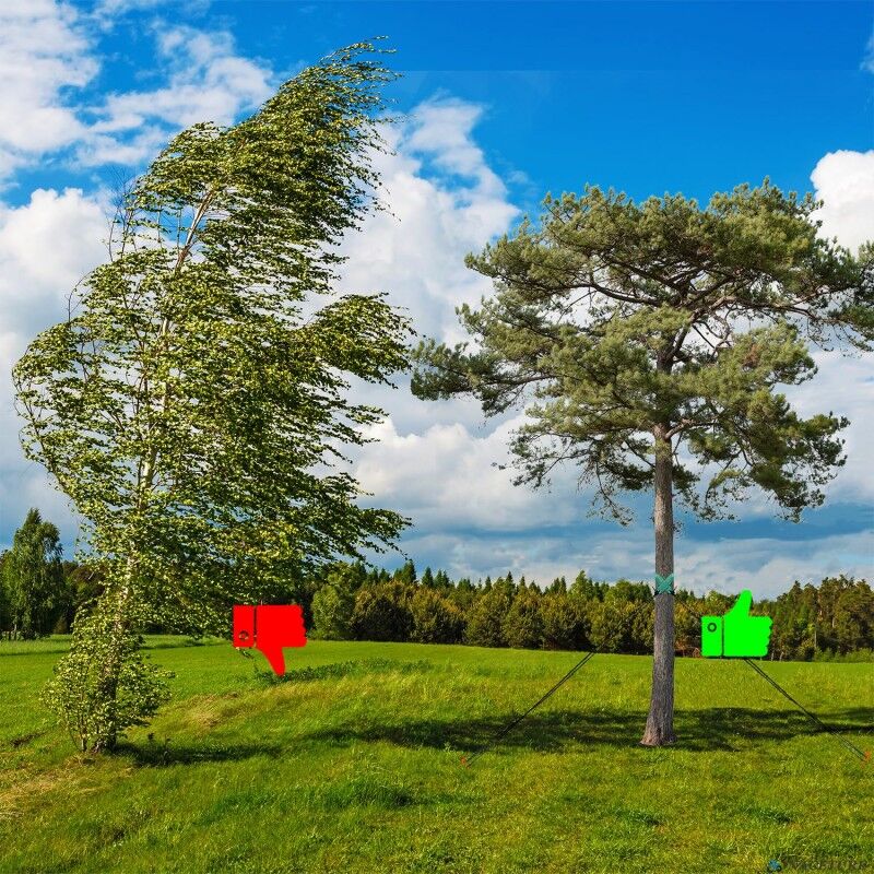Pali paletti per alberi, pali rotondi in legno, palizzate, pali di