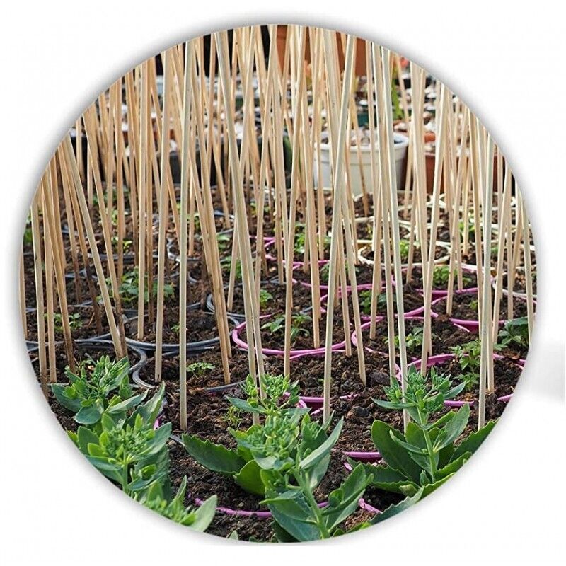 Set Da 50 Tutori In Bambù Per Piante – 120 Cm X 8-10 Mm, Supporti Per Pomodori, Rampicanti E Alberi Da Giardino