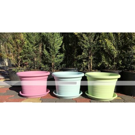 Echeveria: consigli per la cura e la coltivazione in vaso o piena terra