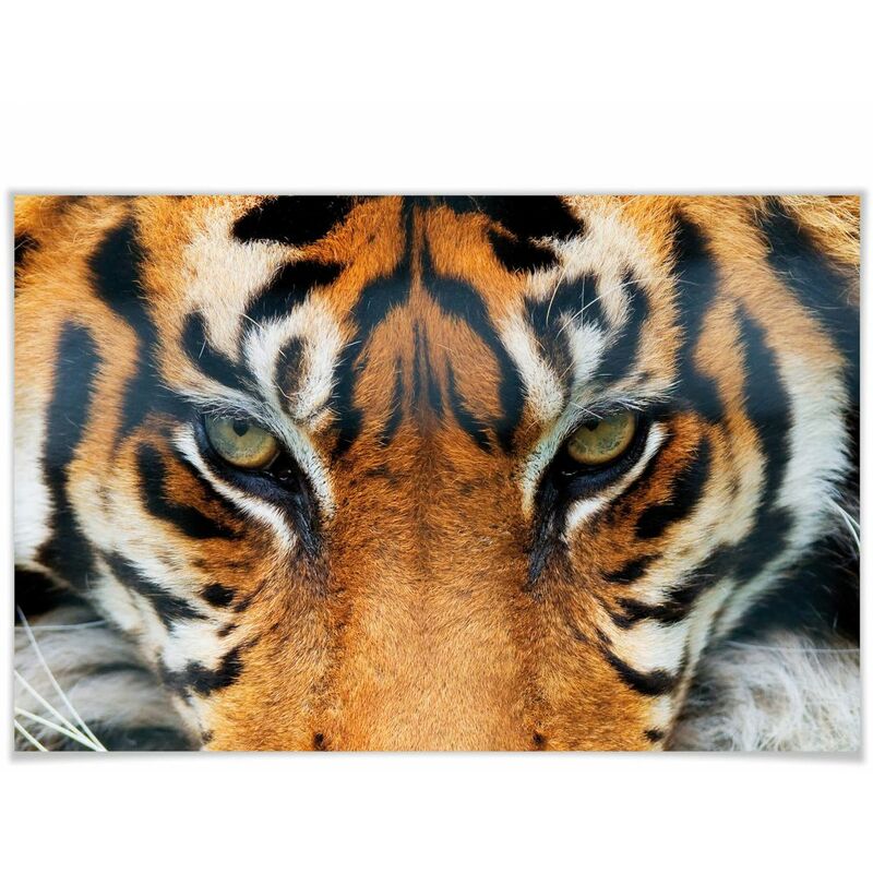 Poster xxl Tigre sauvage