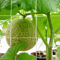 5 x 30ft Heavy-Duty Polyester Plant Trellis Netting Garden Vine Plant Growing Flexible String Net(1 Pack)
