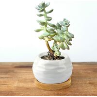 Succulent Pots, White Mini 3.15 inch Ceramic Flower Planter Pot with Bamboo Tray, Pack of 6 - Plants Not Included