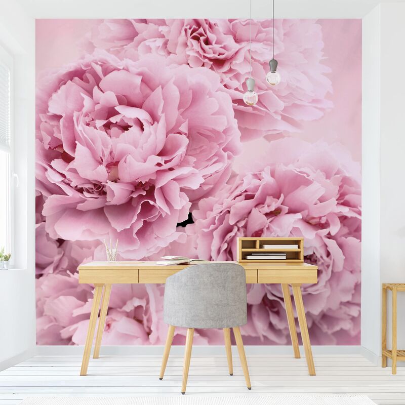 Carta da parati adesiva floreale - Peonie rosa in fiore - Formato quadrato  Dimensione HxL: 192cm x 192cm