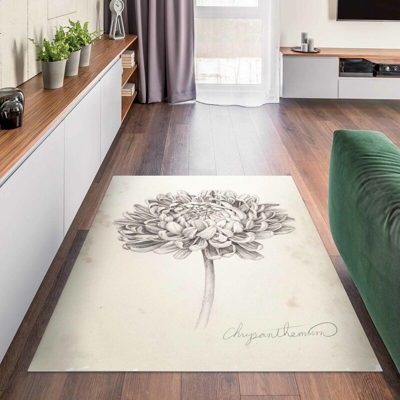 Tappeti in vinile - Studio botanico sul crisantemo II - Verticale 4:3  Dimensione HxL: 60cm x 45cm