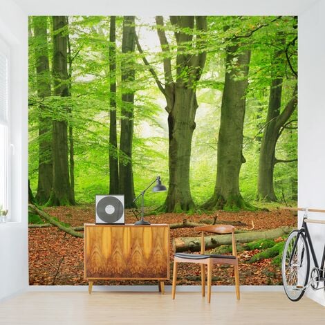 Carta da parati adesiva foresta - Mighty Beech Trees - Formato quadrato  Dimensione HxL: 192cm x 192cm