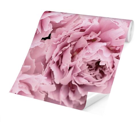 Carta da parati adesiva floreale - Peonie rosa in fiore - Formato quadrato  Dimensione HxL: 192cm x 192cm