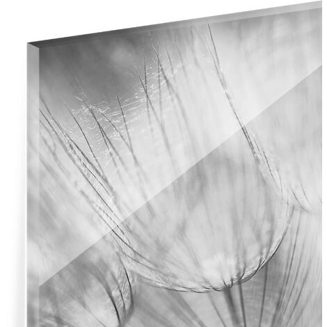 Paraschizzi in vetro - Dandelions Macro Shot In Black And White -  Orizzontale 2:3 Dimensione LxH: 40cm