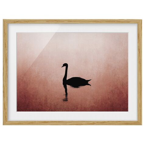 Poster con cornice - Cigno al tramonto Dimensione HxL: 18cm x 24cm, Colore  cornice: Rovere