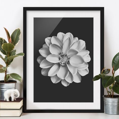 Poster con cornice - Dalia in bianco e nero Dimensione HxL: 24cm x 18cm,  Colore cornice: Nero