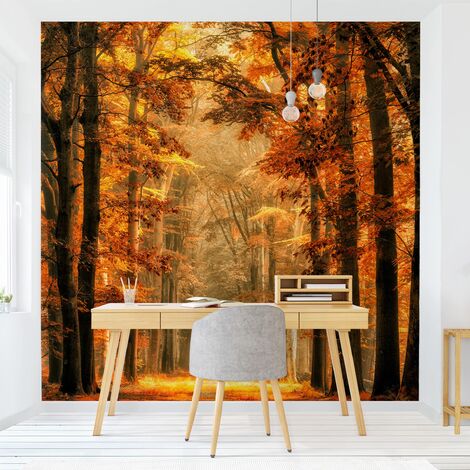 Carta da parati adesiva foresta - Foresta incantata in autunno - Formato  quadrato Dimensione HxL: 192cm x 192cm