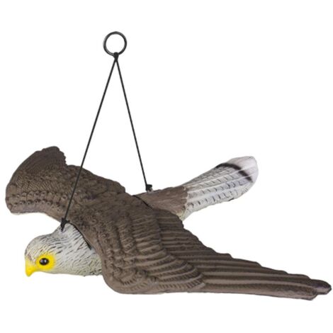 Taubenschreck Falke fliegend