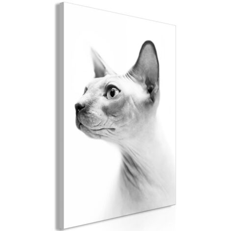 Tableau Imprimé "Hairless Cat" 60 x 90 cm (1/2)