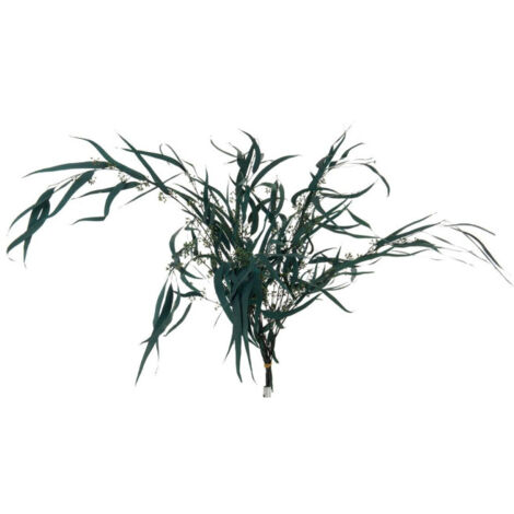 Bouquet d'Eucalyptus "Sauvage Séché" 75cm Vert (1/2)