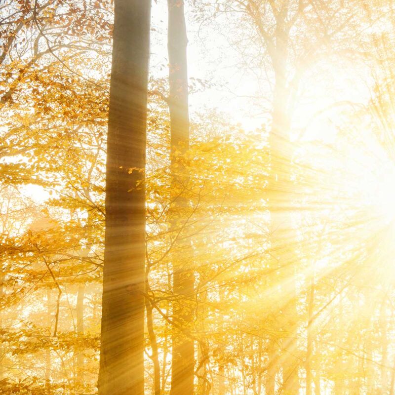 Tableau Sur Toile ARTTOR 50x70cm - Forêt, Feuilles, Soleil - Impression Nature - Décoration Murale