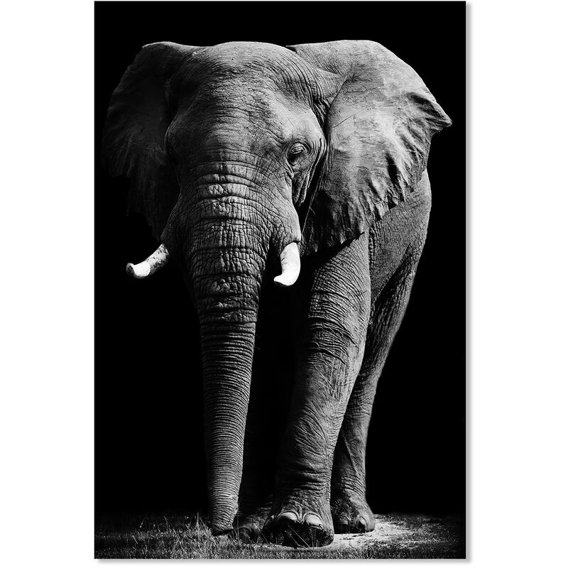 Cadre photo avec affiche - Animaux - Éléphant - Lion - 60x40 cm - Cadre  pour affiche | bol