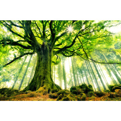 Tableau nature l 'hêtre de ponthus Toile imprimée (1/5)