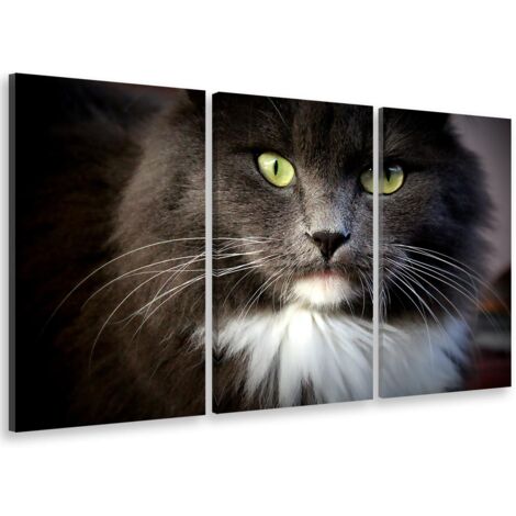 Tableau triptyque animaux joli chat domestique aux poils longs - 90x60 cm (1/5)