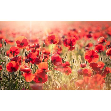 Tableau déco coquelicots sur toile imprimée 80x50cm – Impression UVgel sans substances nocives – Finition mat premium – Hxadeco