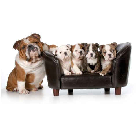Tableau deco famille de bulldogs anglais, 80x50cm (1/5)
