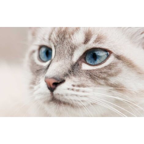 Tableau animaux cat head - 80x50 cm (1/5)