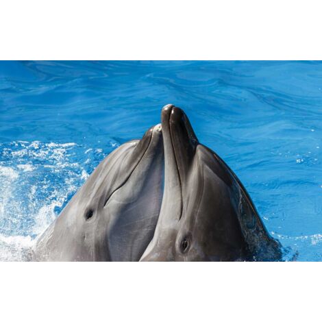Tableau animaux kiss dauphins - 80x50 cm (1/5)