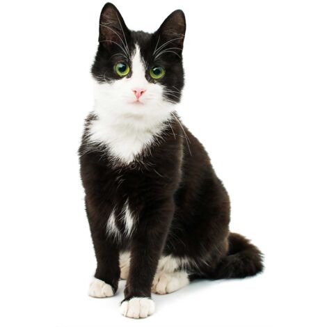 Tableau animaux shooting chat noir et blanc - 50x80 cm (1/5)