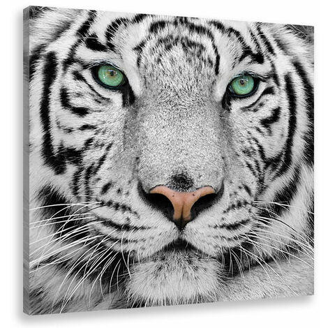 Tableau animaux tigre blanc du bengale - 50x50 cm