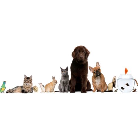Tableau animaux de compagnie - 80x30 cm (1/5)