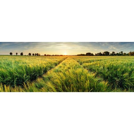 Tableau paysage champ de blés verts au coucher du soleil - 80x30 cm