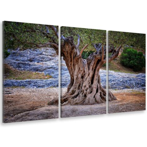 Tableau triptyque nature olivier centenaire - 90x60 cm (1/5)