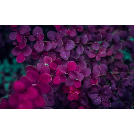 Tableau fleurs violettes sur une branche - 80x50 cm (1/5)