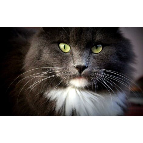 Tableau animaux joli chat domestique aux poils longs - 80x50 cm (1/5)