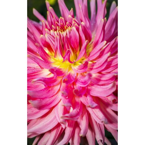 Tableau fleur coeur de dahlia rose - 50x80 cm (1/5)
