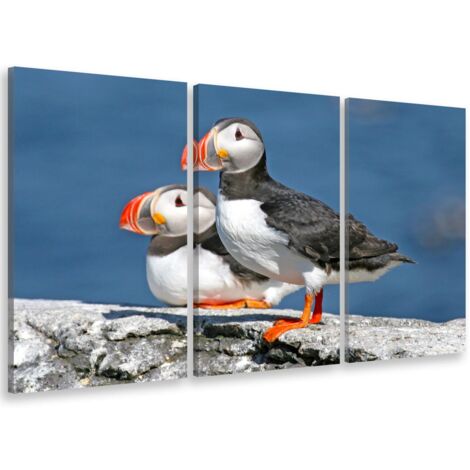 Tableau triptyque Tableau photo macareux sur l'ile aux moines - 90x60 cm (1/5)