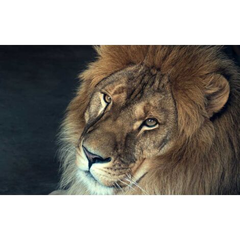 Tableau Portrait de Lion en couleur - 80x50cm - made in France (1/5)
