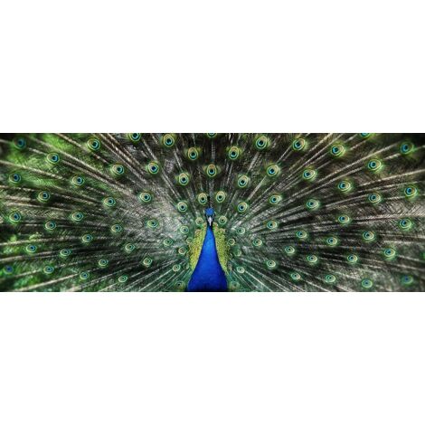 Tableau Argos yeux de paon - 80x30cm - made in France (1/5)