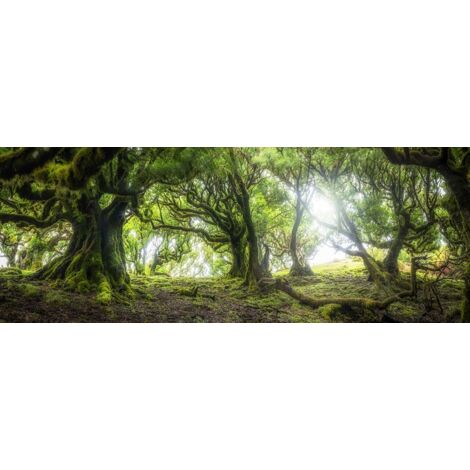 Tableau Les arbres géants - 80x30cm - made in France (1/5)