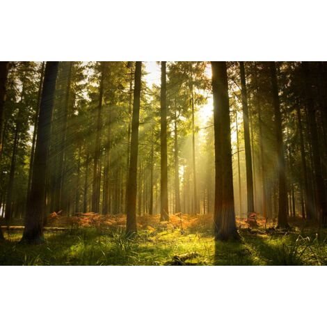 Tableau Rayons lumineux en forêt - 80x50cm - made in France (1/5)