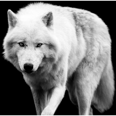Tableau Portrait loup blanc - 80x50cm - made in France (1/5)