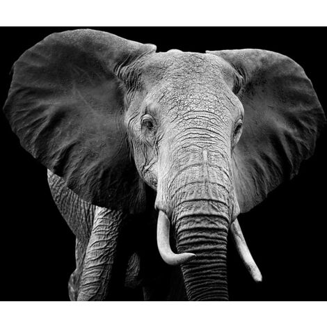 Tableau Elephant du Botswana - 80x50cm - made in France (1/5)