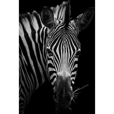 Tableau Zèbre en noir et blanc - 50x80cm - made in France (1/5)