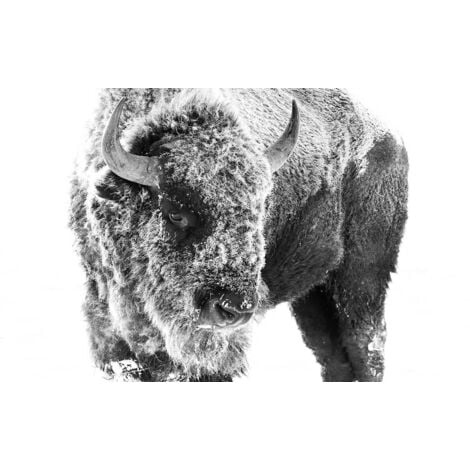 Tableau Bison dans la neige - 80x50cm - made in France